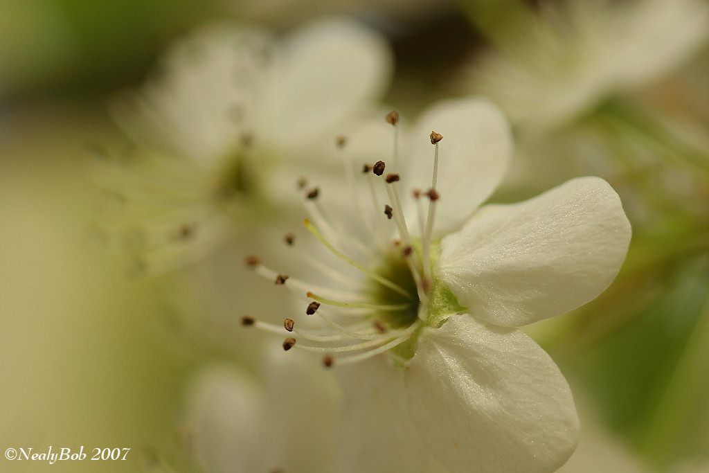 Bradford Pear