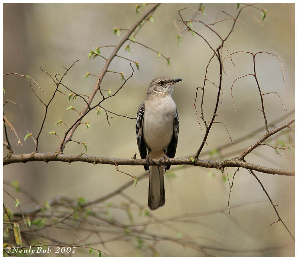 Mocking Bird March 13 *