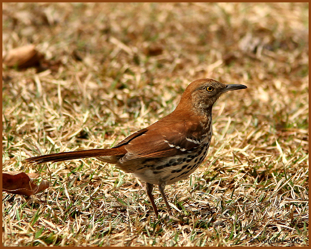 Brown Thrasher