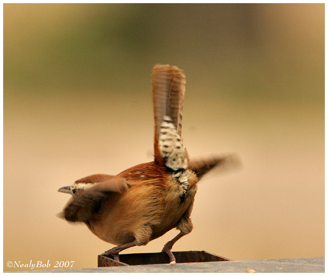 Wren