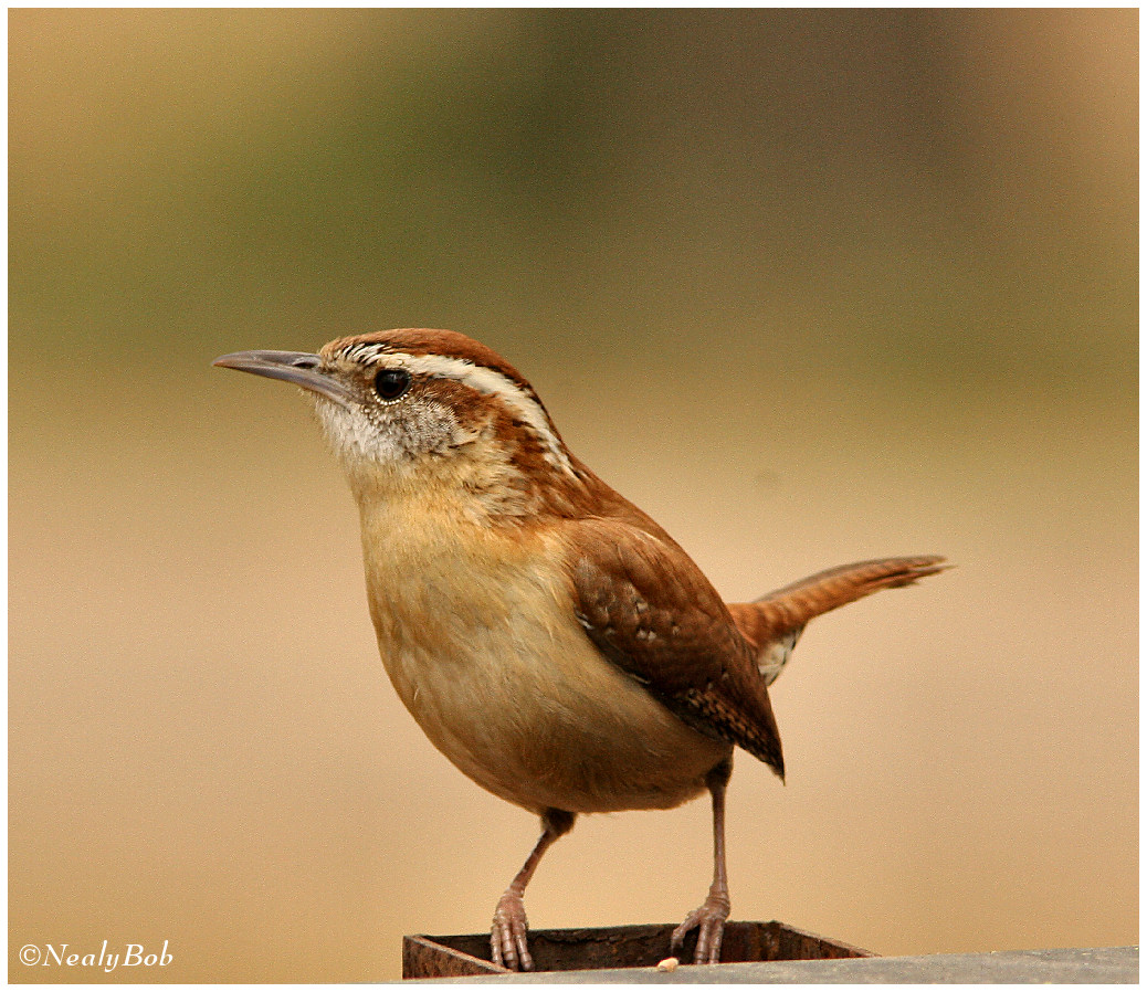 Wren