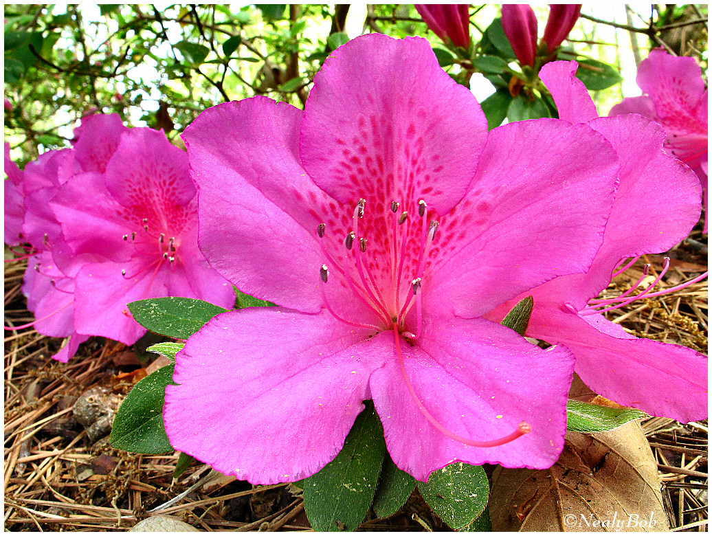 Azalea March 23 *
