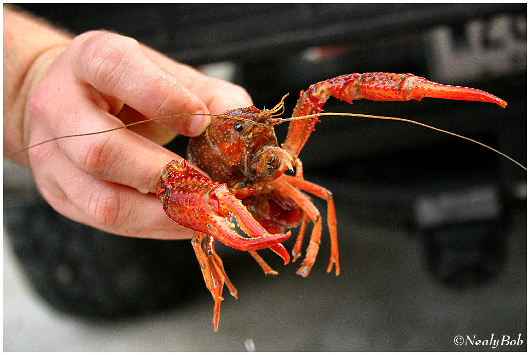 Mud Bug March 24 *