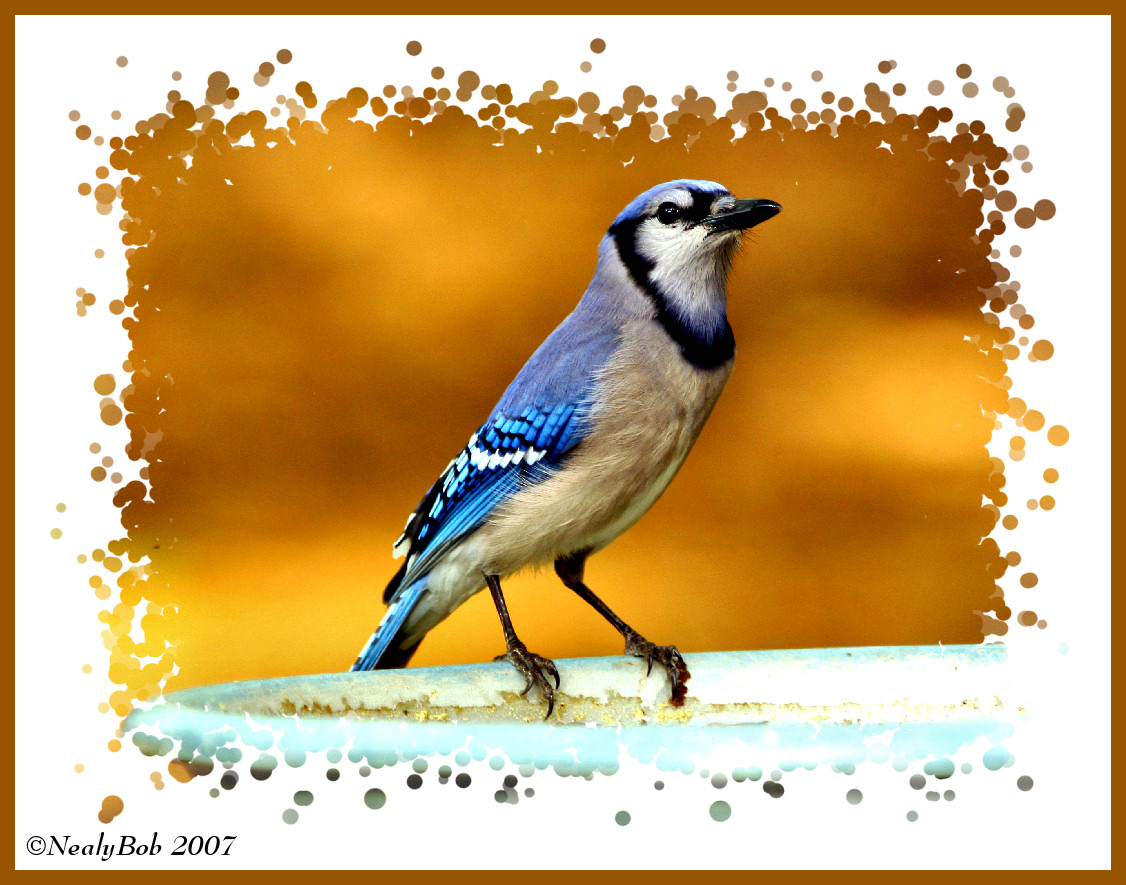 Blue Jay
