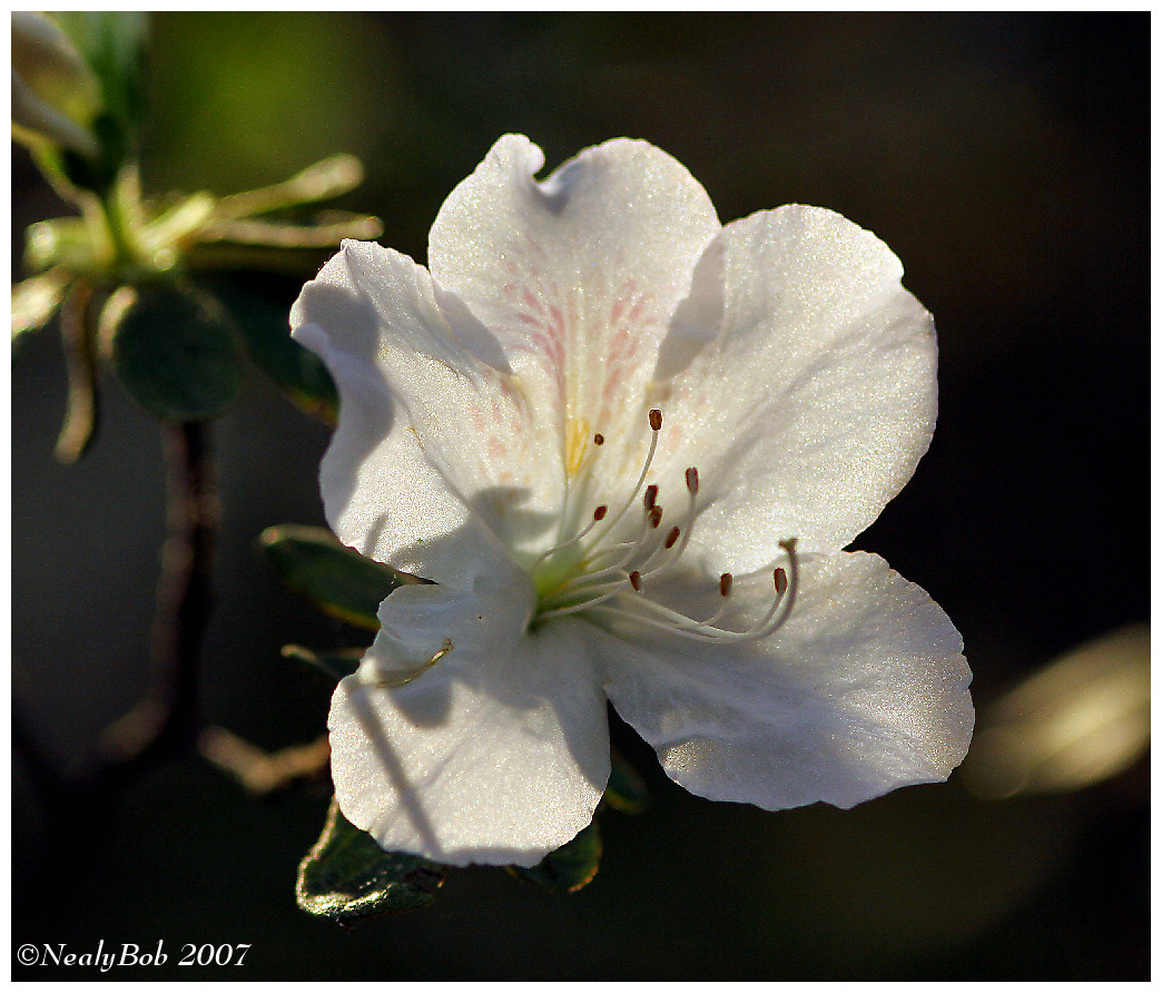 White Azalea March 31 *