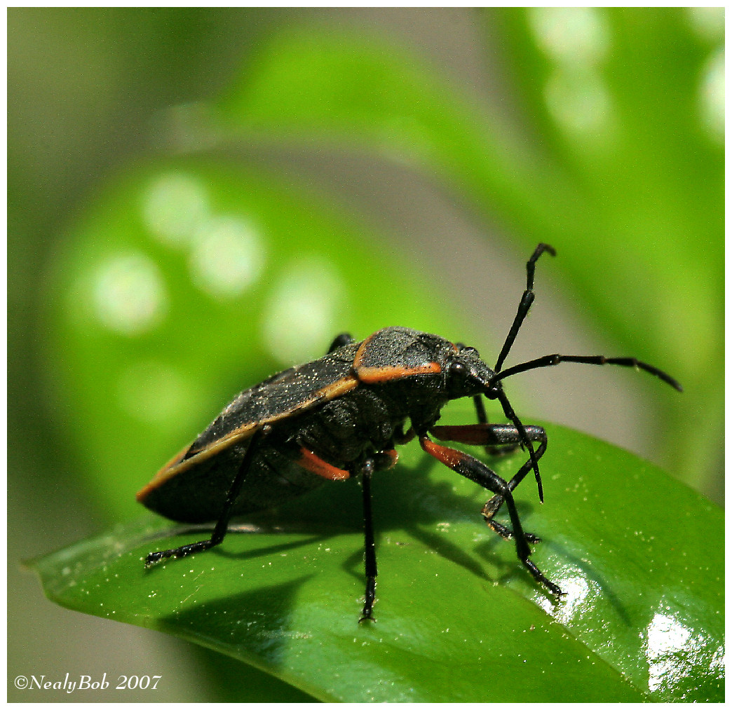 Stink Bug