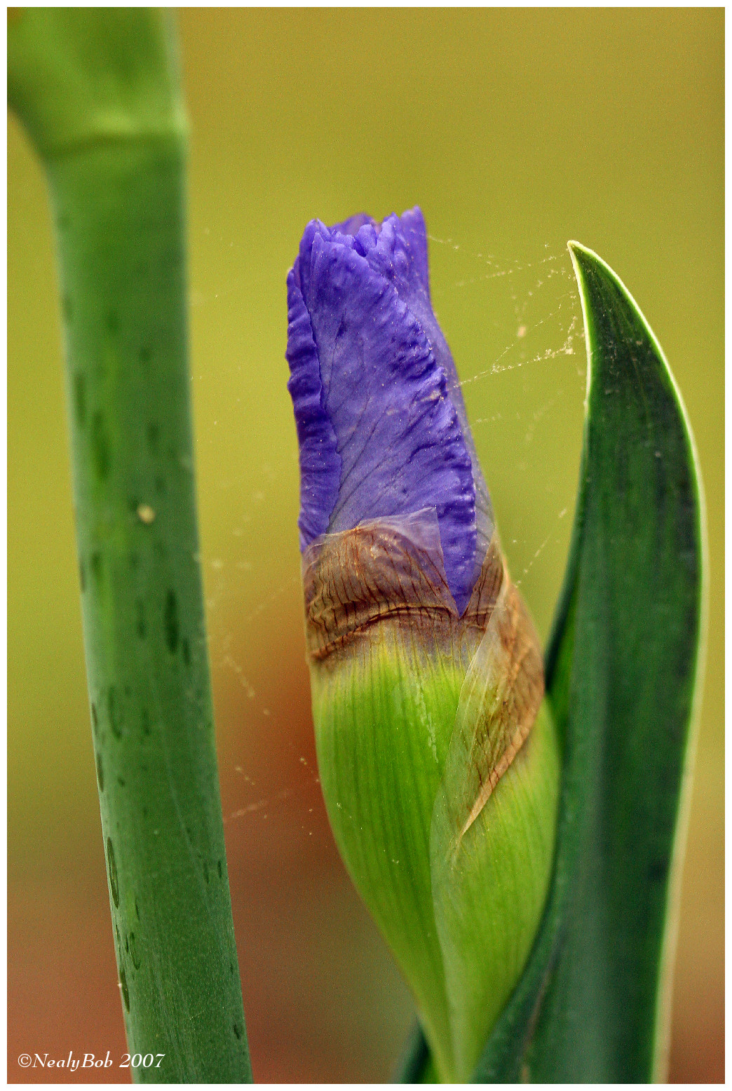Bud