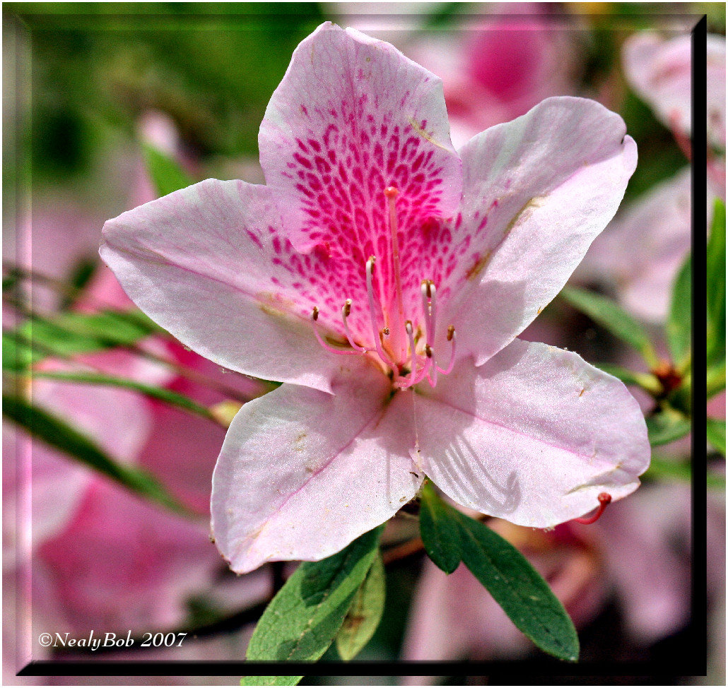 Azalea April 7 *