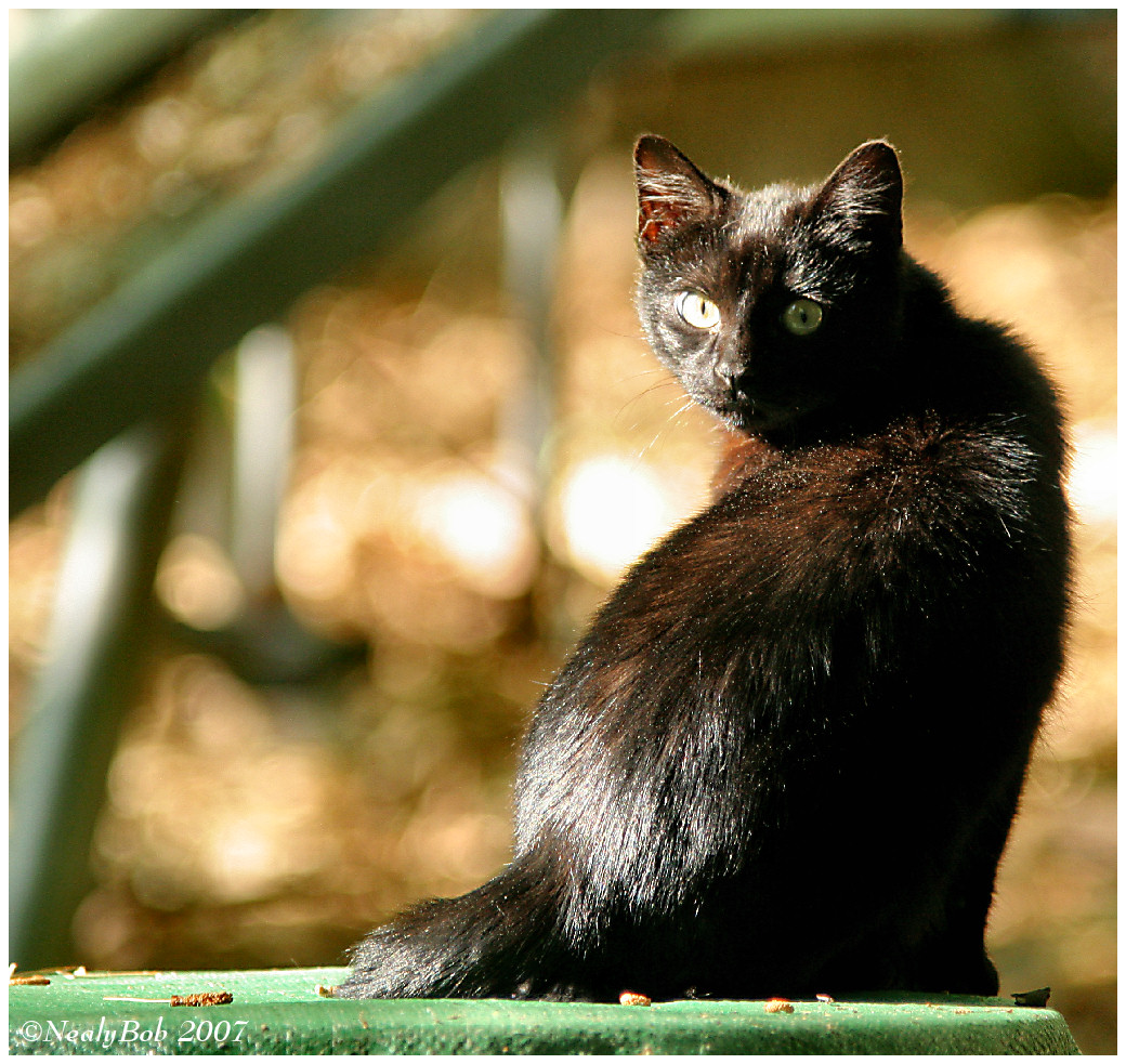Bird Catcher