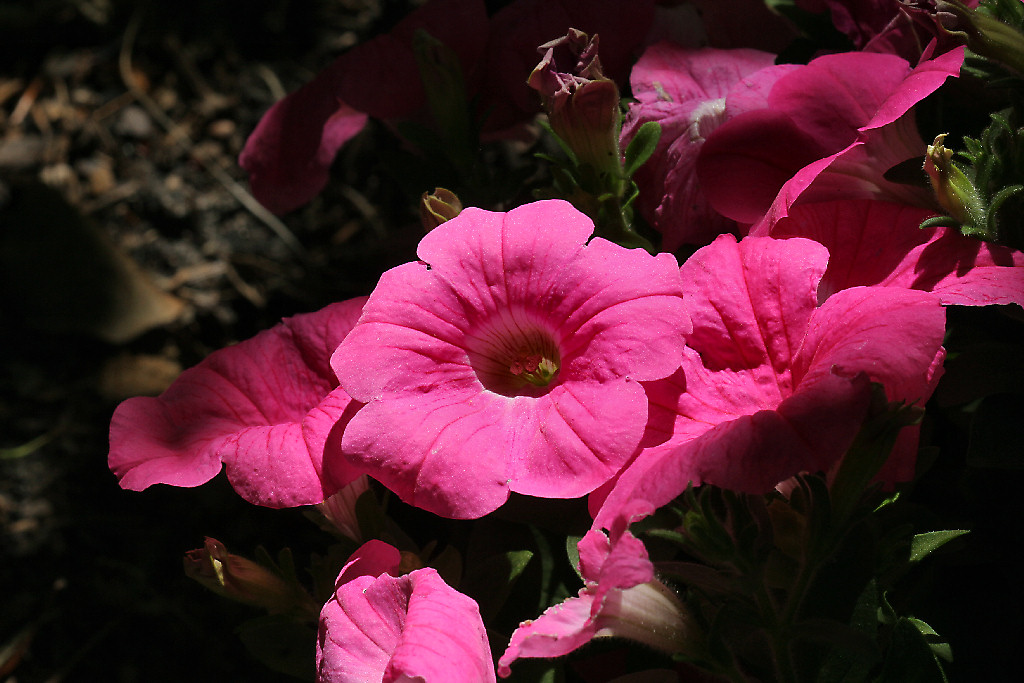 Petunia