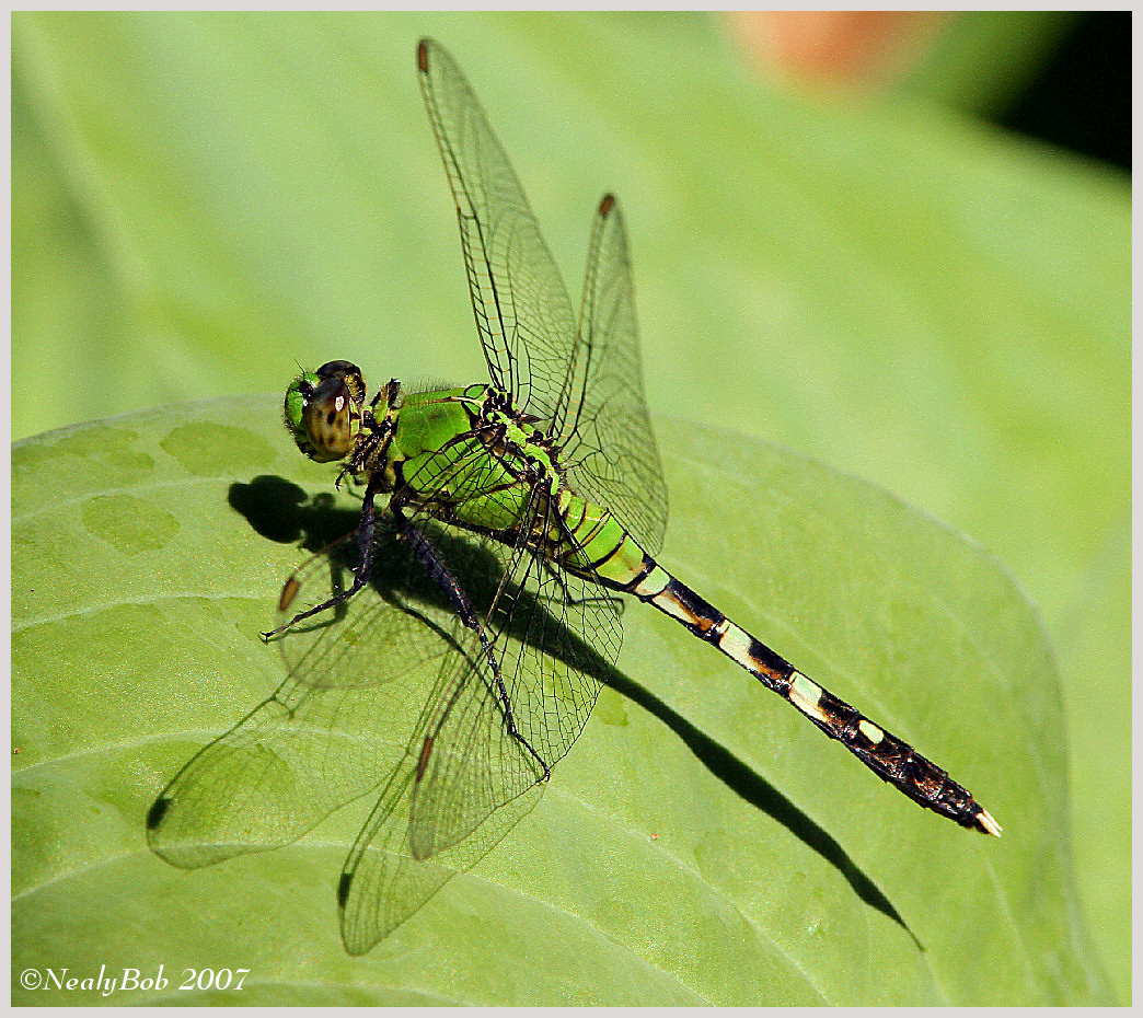 DragonFly April 21 *