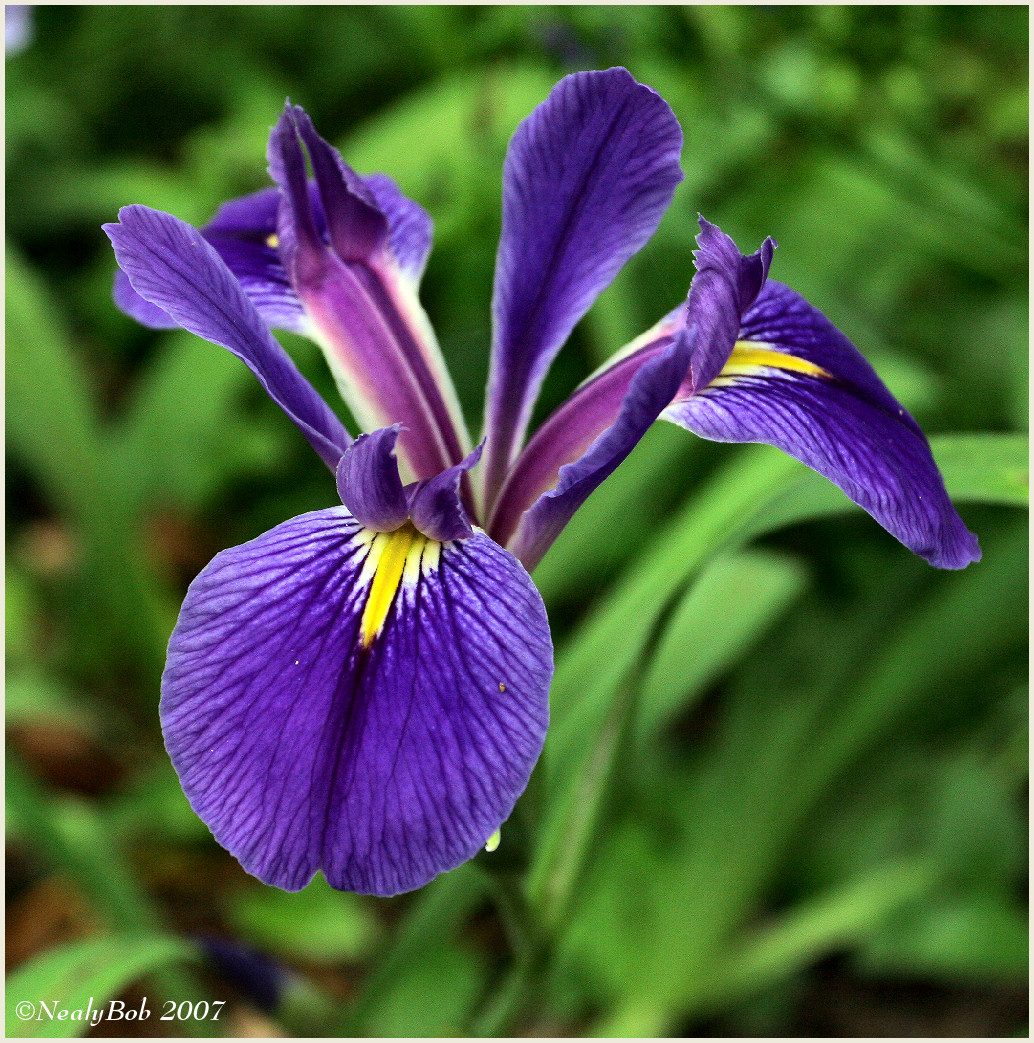 Louisiana Iris
