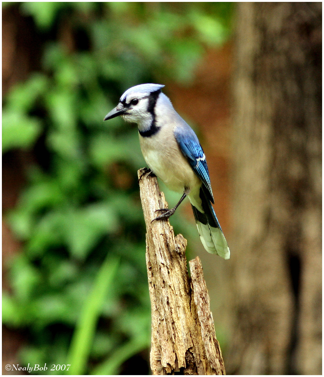 BlueJay April 26 *