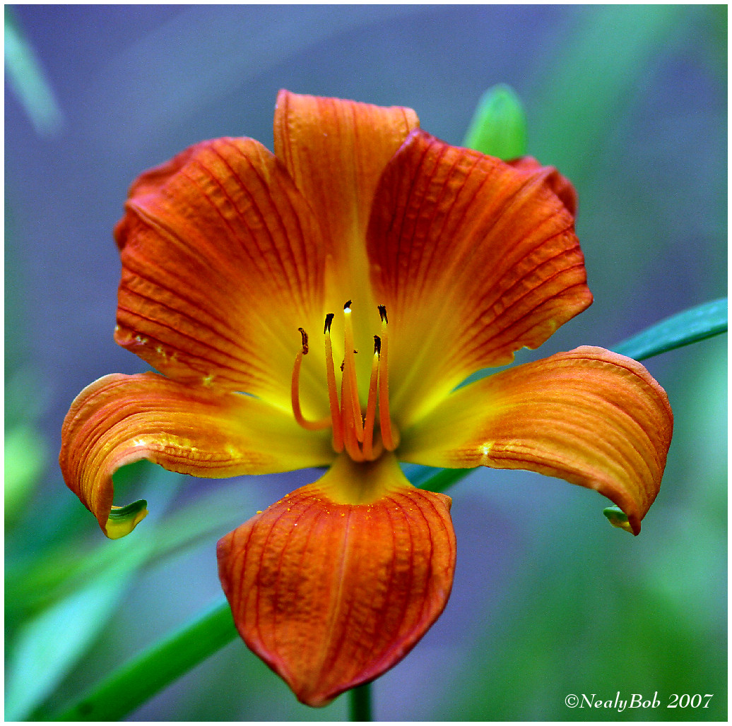 Daylily