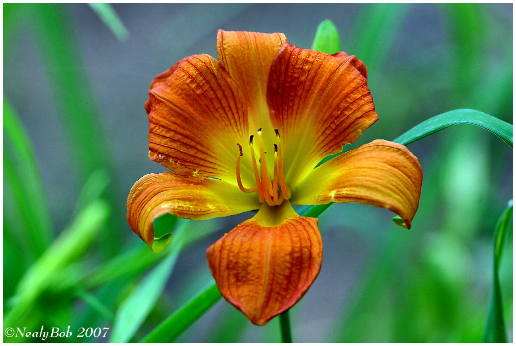 Day Lily May 1 *