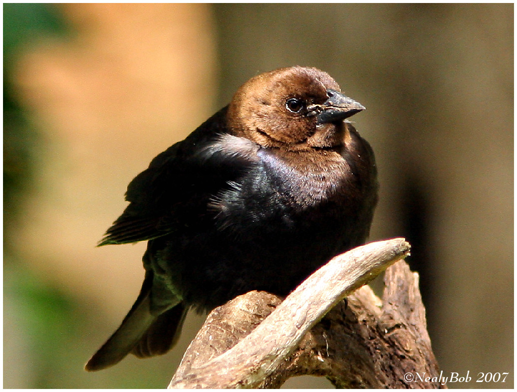 Brown-headed Cowbird  May 5 *