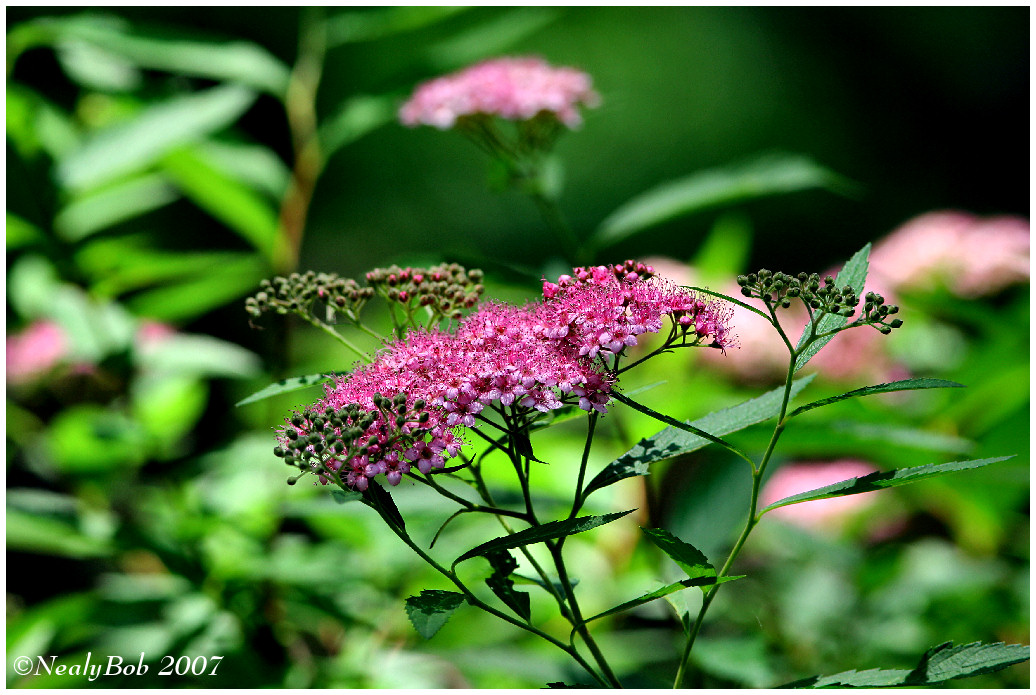 Spirea May 7 *