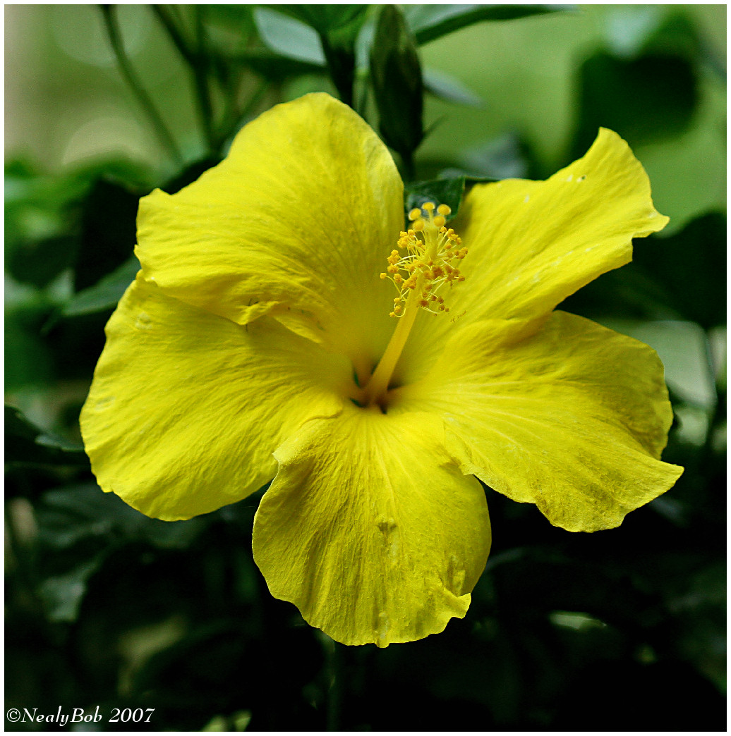 Yellow Hibiscus May 8 *