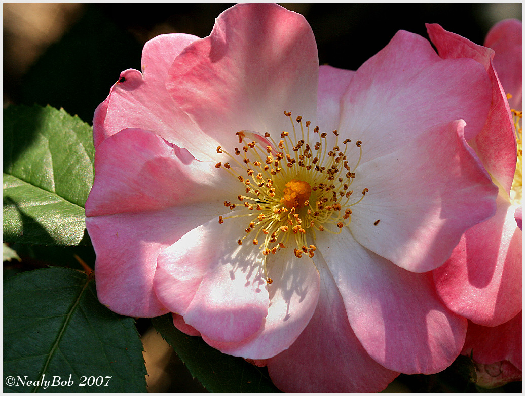 Rose May 12 *