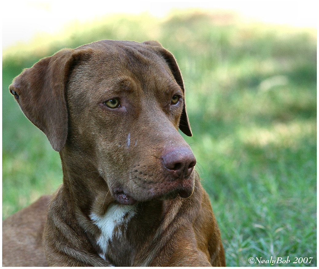 Red Dog May 14 *
