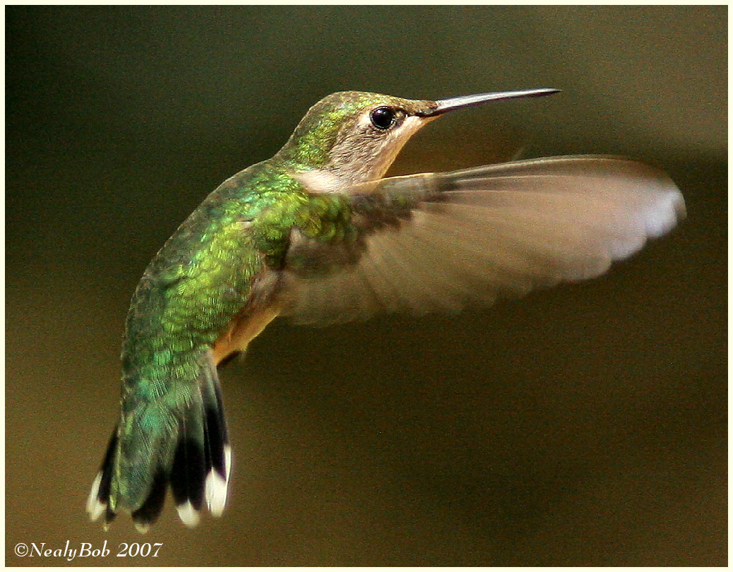 Hummer May 19 *