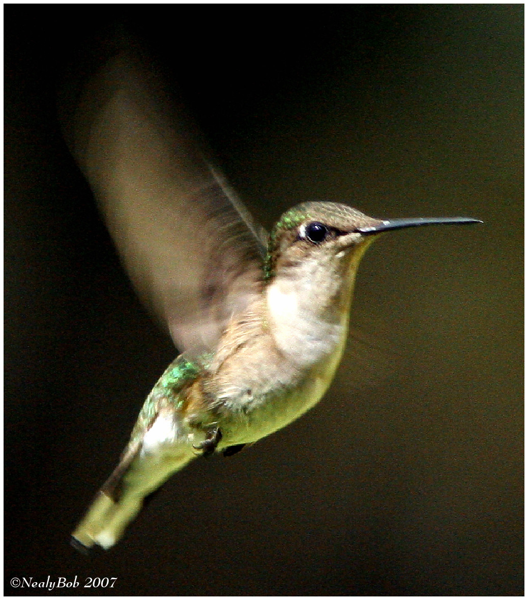 Hummer