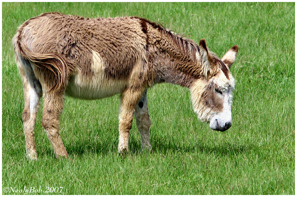 Donkey