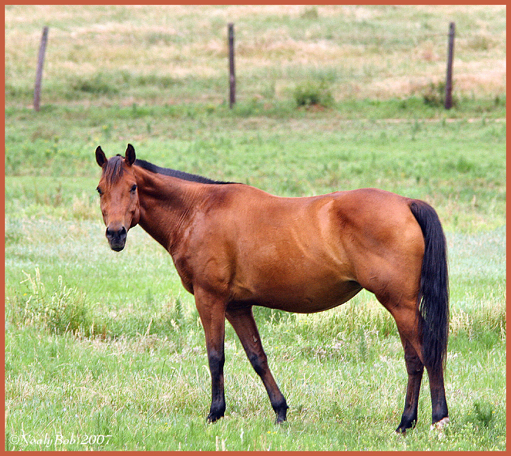 Horse May 29 *