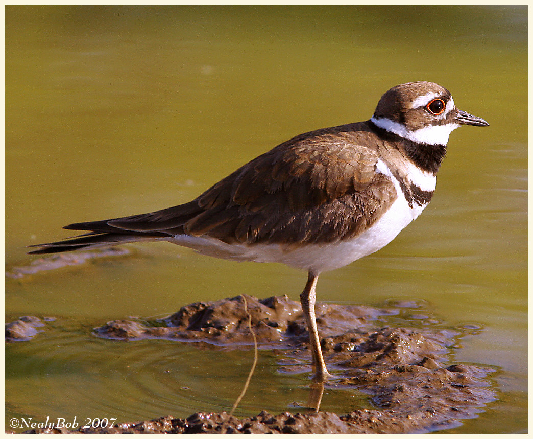Killdeer June 1 *