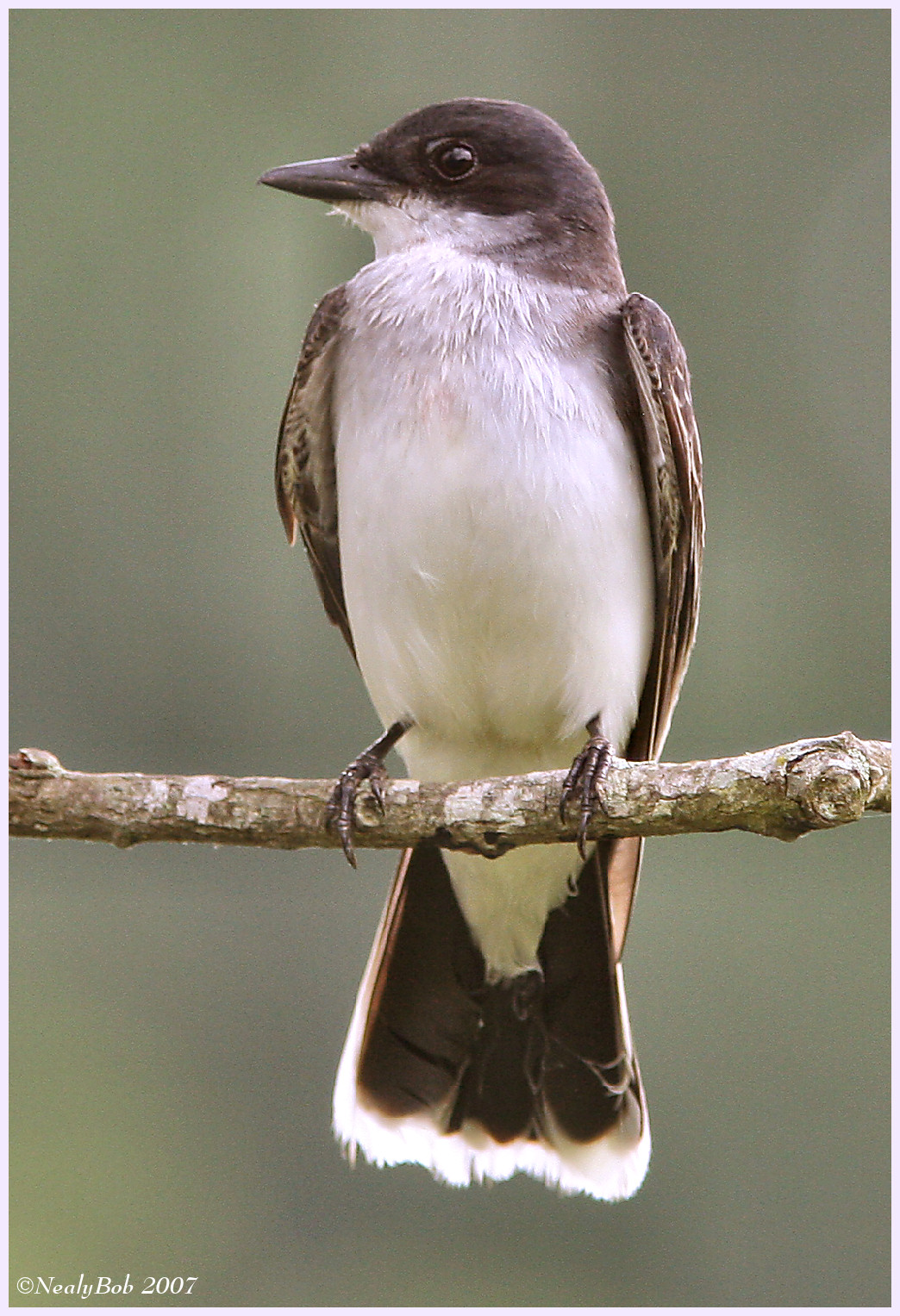 Eastern Kingbird June 6 *