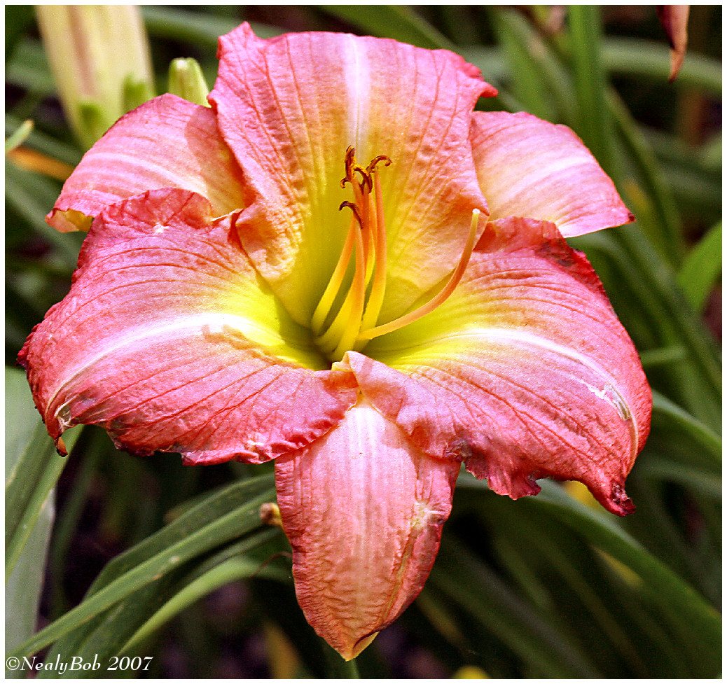 Day Lily June 9 *