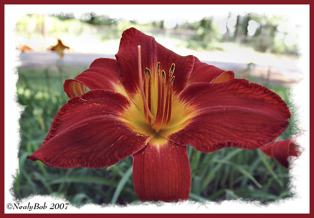 Day Lily