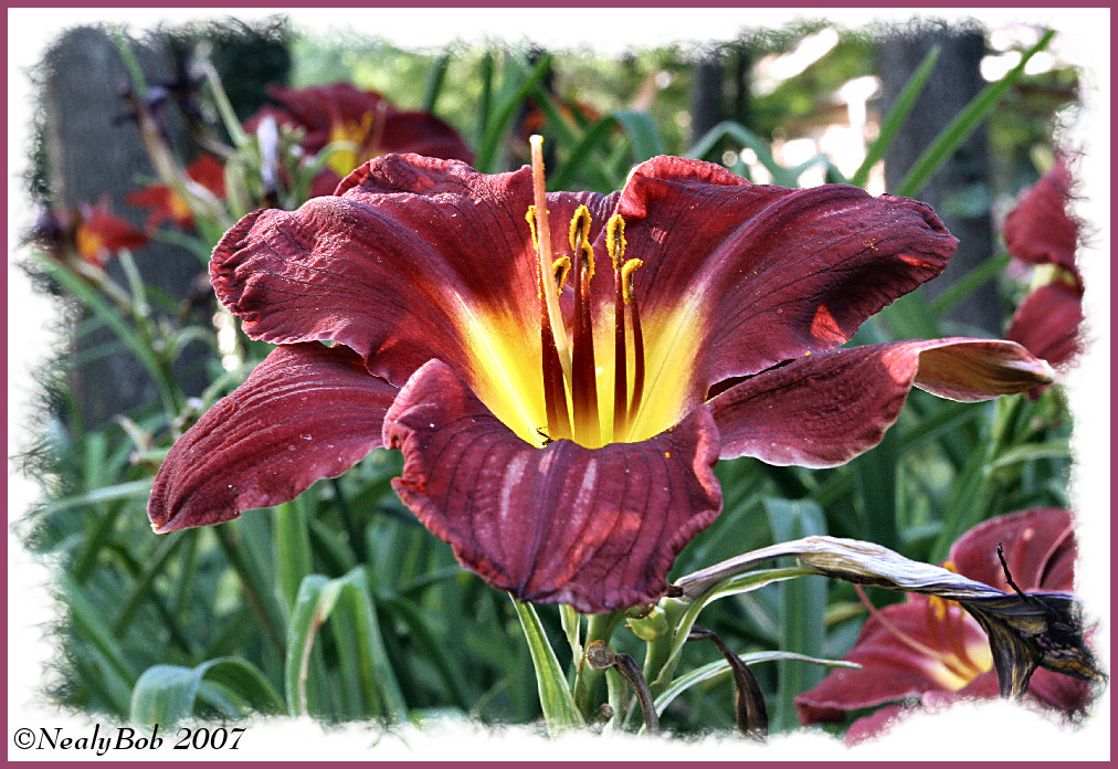 Day Lily