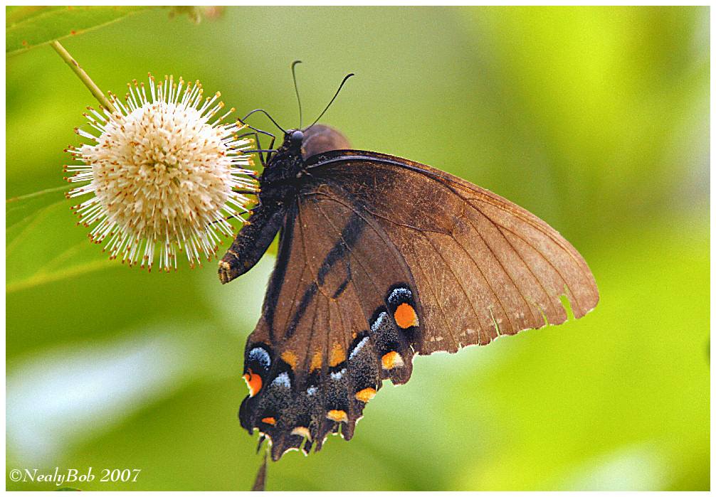 Butterfly June 6 *