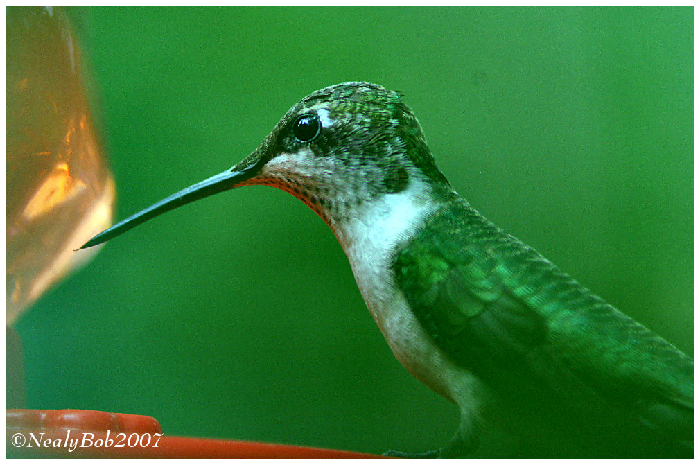 Hummer July 17 *