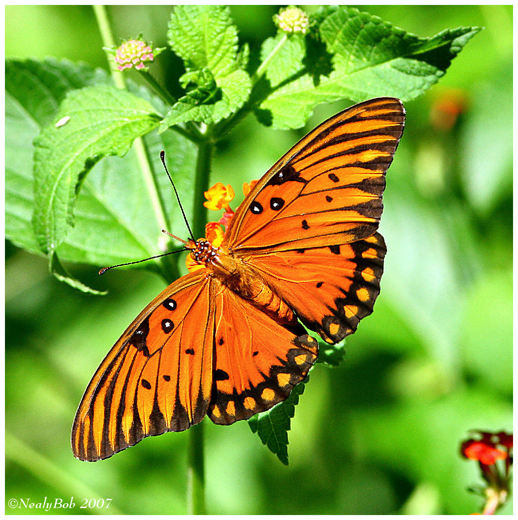Gulf Fritillary August 9
