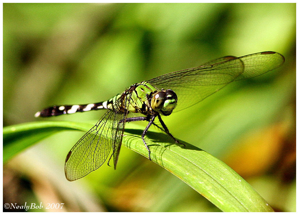 Eastern Pondhawk August 11 *