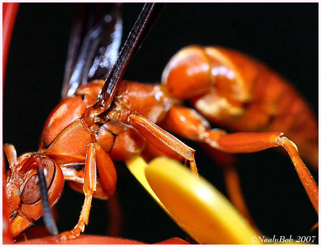 Wasp Close-Up