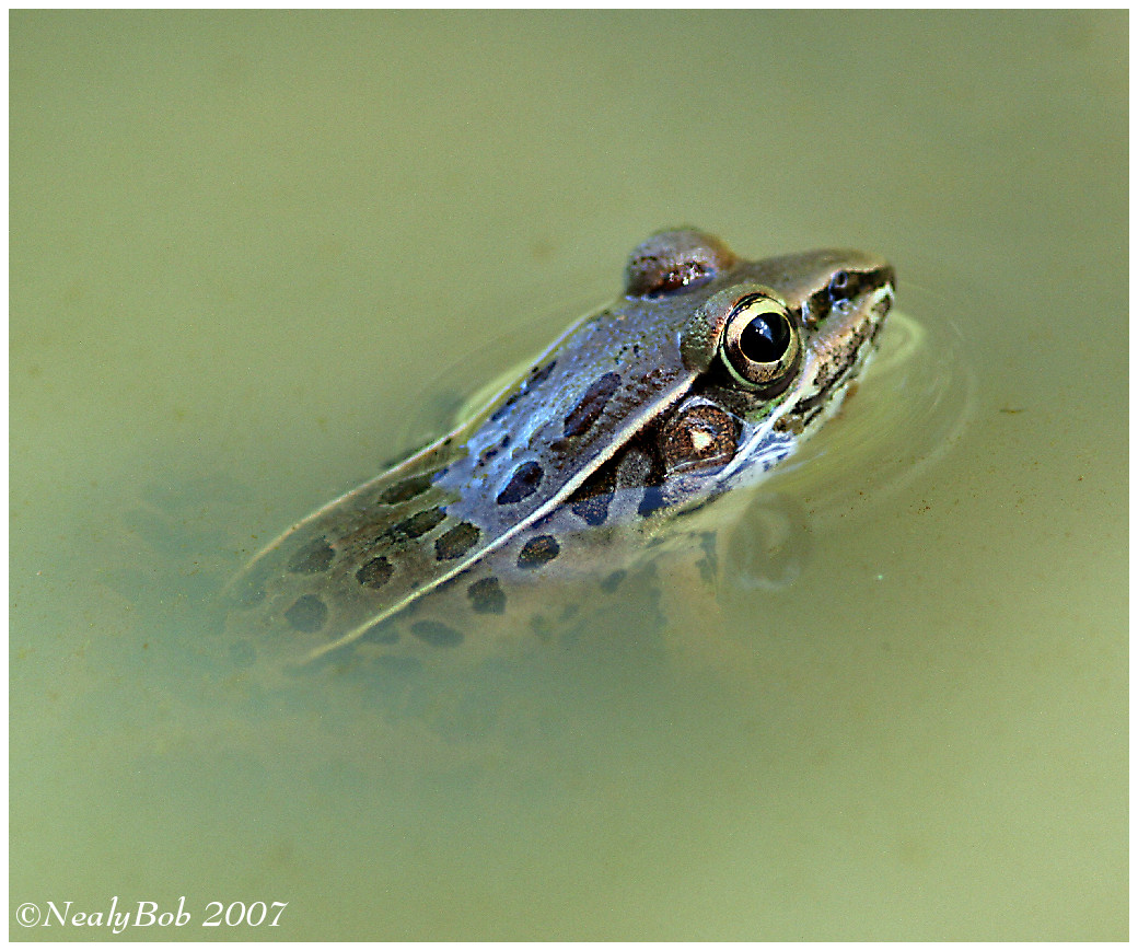 Frog August 23 *