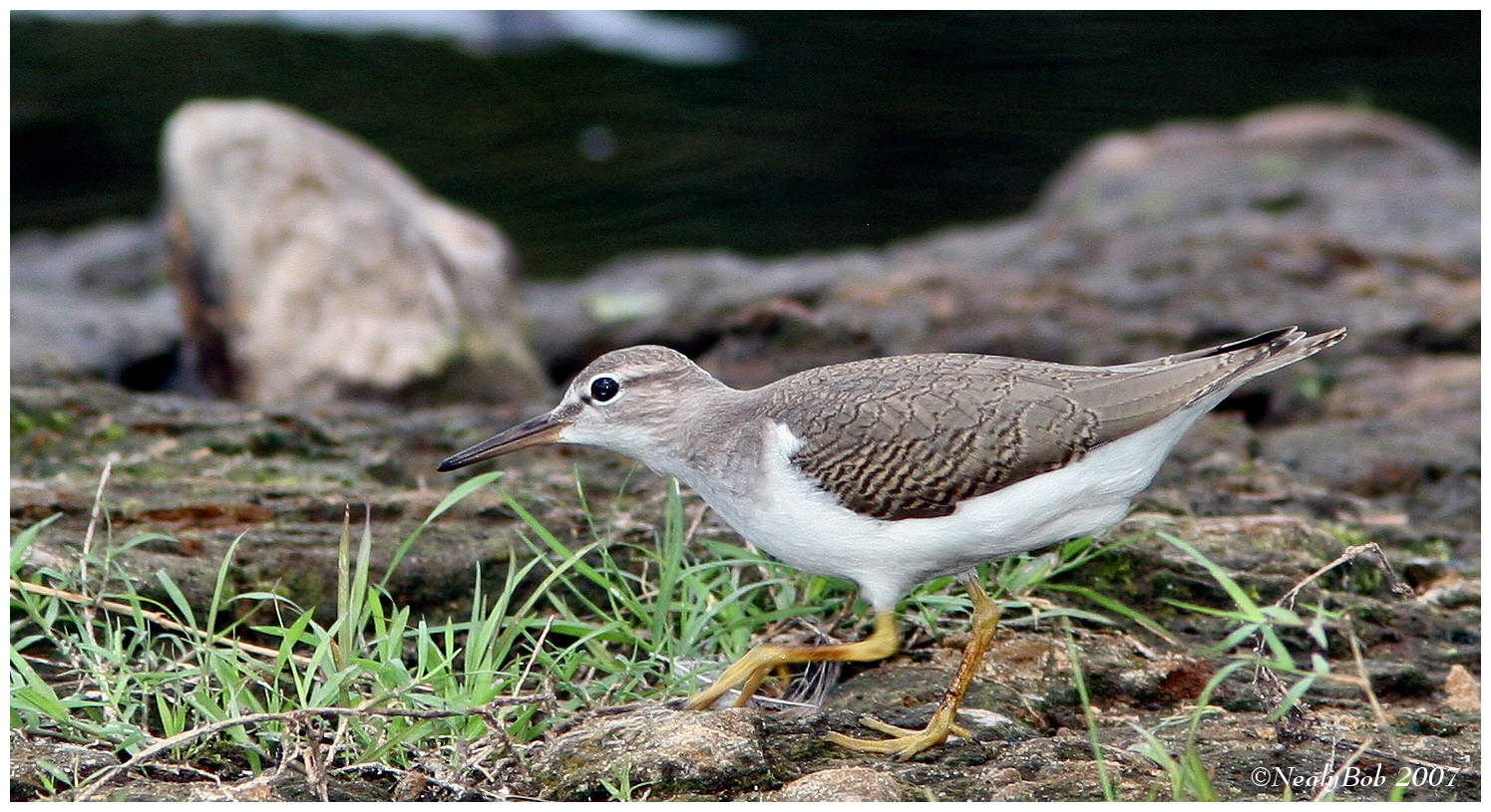 Sandpiper August 27