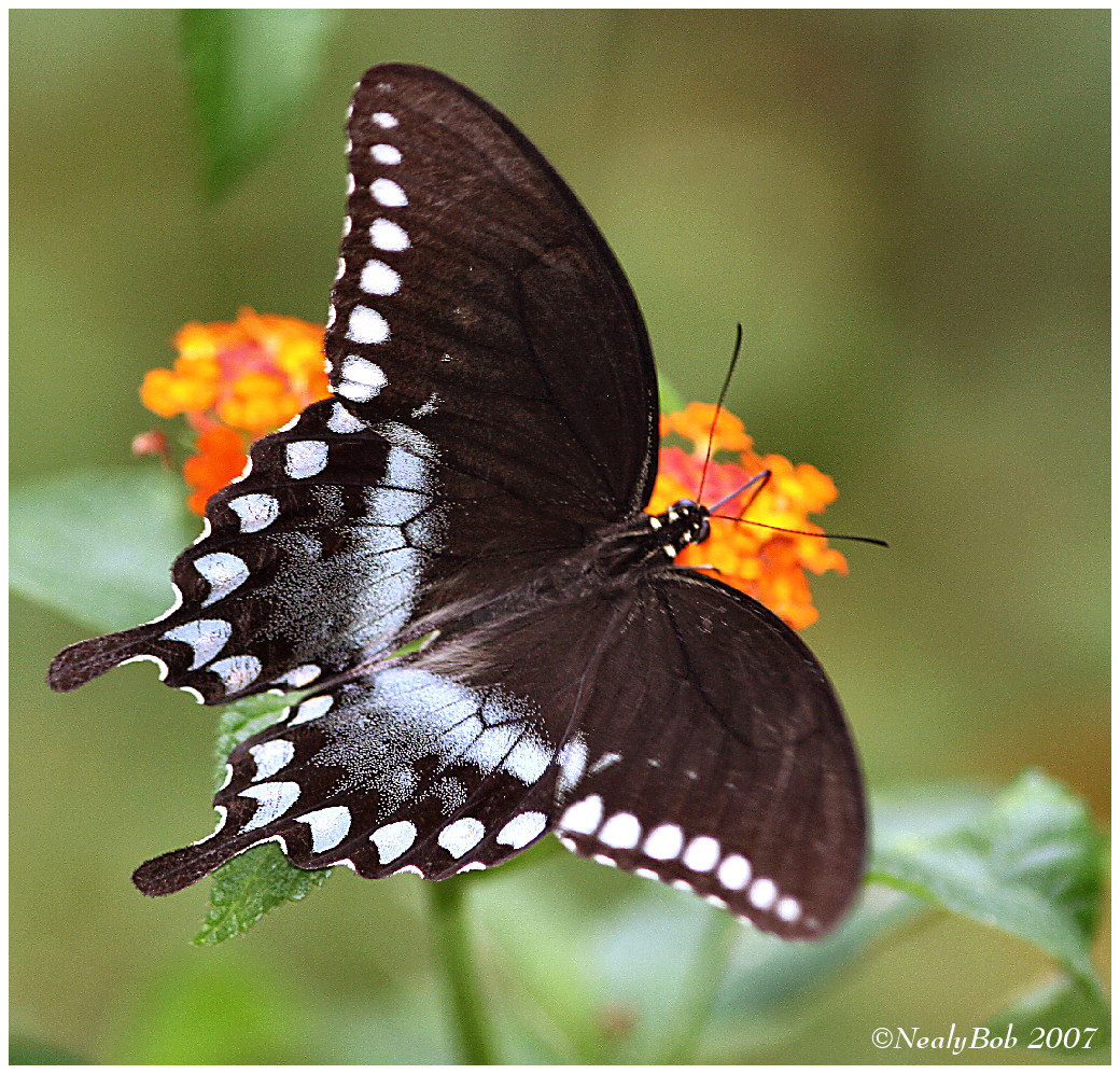 Spicebush Swallowtail