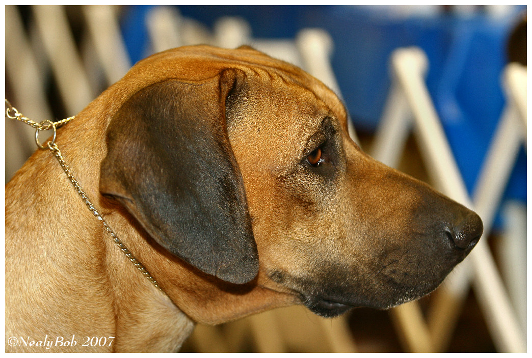 Rhodesian Ridgeback