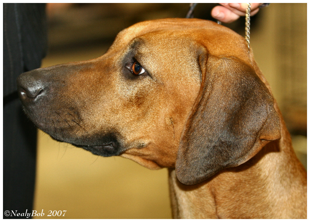 Rhodesian Ridgeback