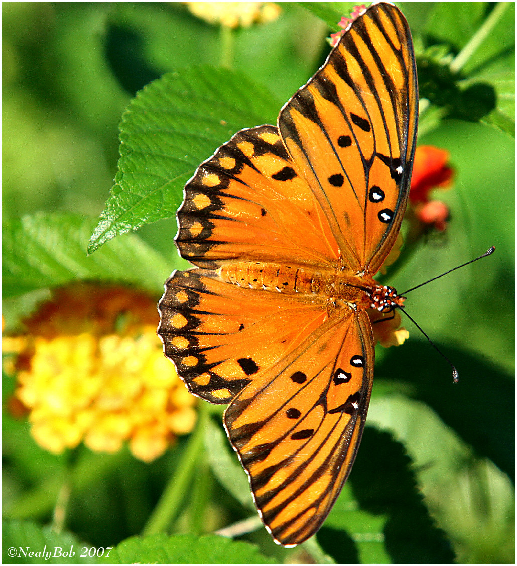 Gulf Fritillary September 17 *
