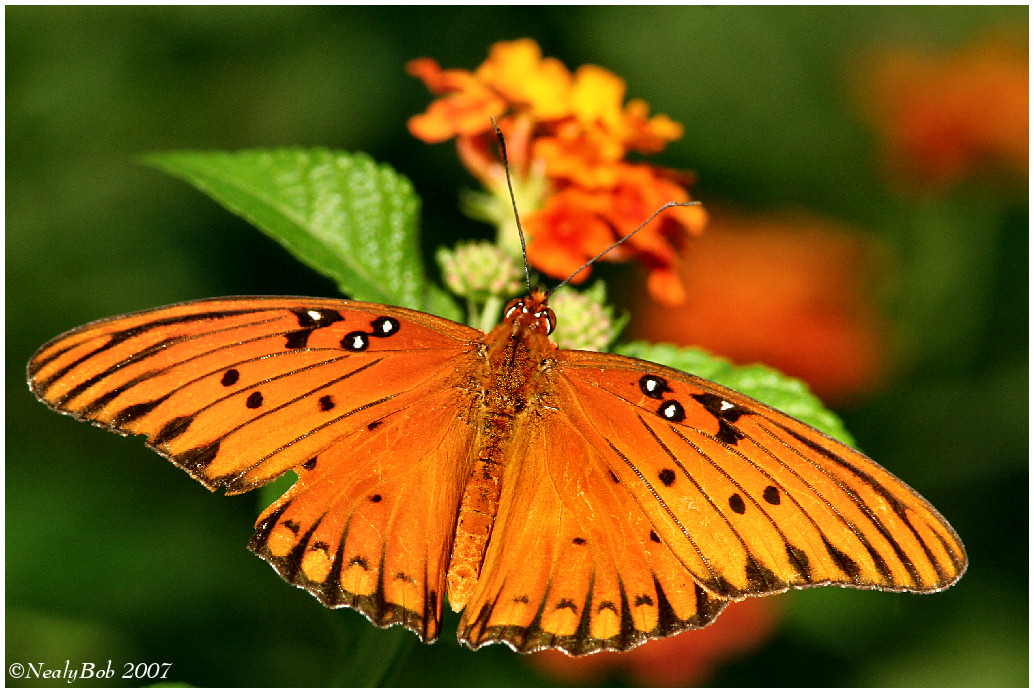 Butterfly September 28 *