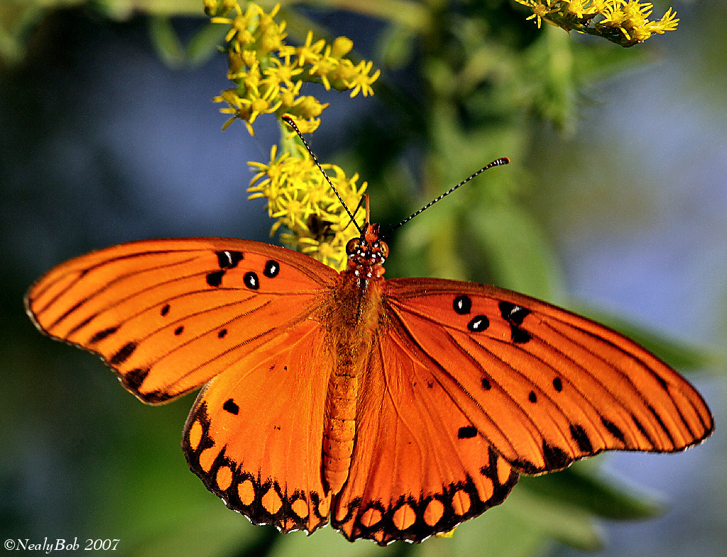 Butterfly October 6 *