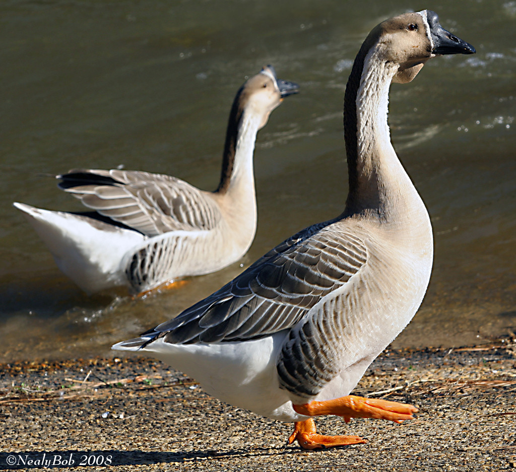 Geese February 16