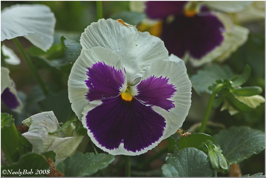 Pansy April 1