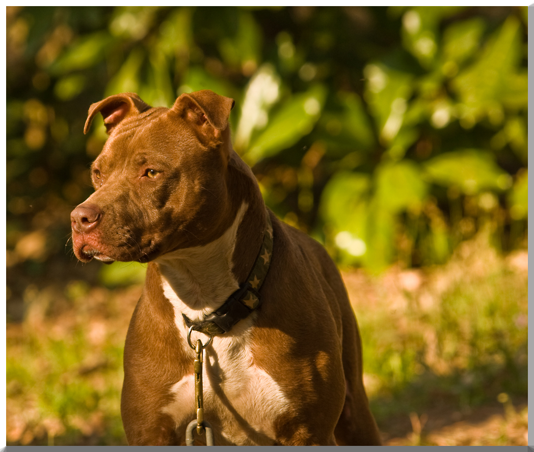 Pit Bull April 3