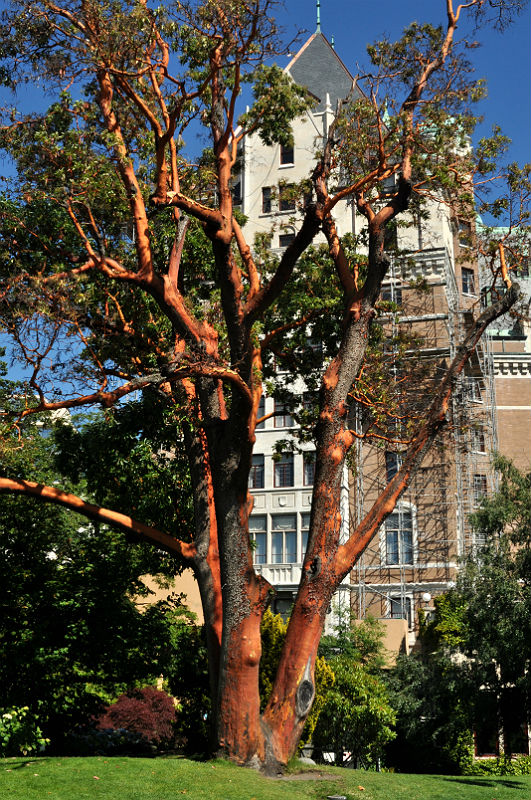 Most photographed tree in Victoria near the Empress